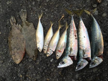 雪の降る中でジグサビキ